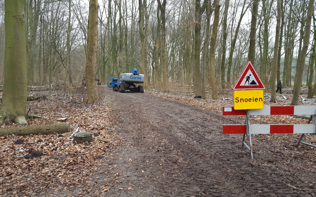 Directievoering snoeien bomen Amsterdamse bos – Bomenwacht Nederland