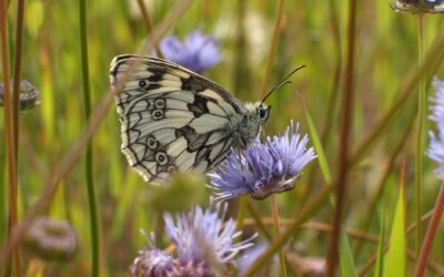 Biodiversiteit als uitgangspunt