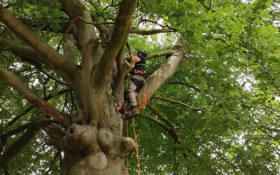 De boom in: onderzoek op grote hoogte